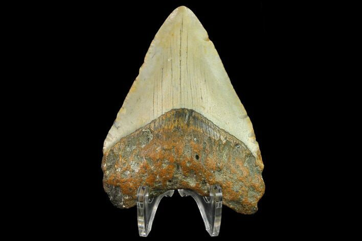 Fossil Megalodon Tooth - North Carolina #131587